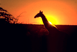 Giraffe vor Sonnenuntergang     (Foto: Birgit Möhring)