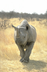 Spitzmaulnashorn     (Foto: Birgit Möhring)