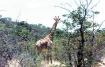 Eine Giraffe in Nahdistanz