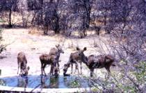 5 Kudu-Antilopen am Camp-Wasserloch