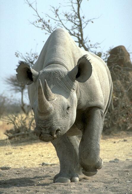 Spitzmaulnashorn     (Foto: Birgit Möhring)