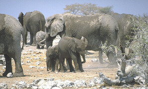 Elefanten in Etosha     (Foto: Birgit Möhring)